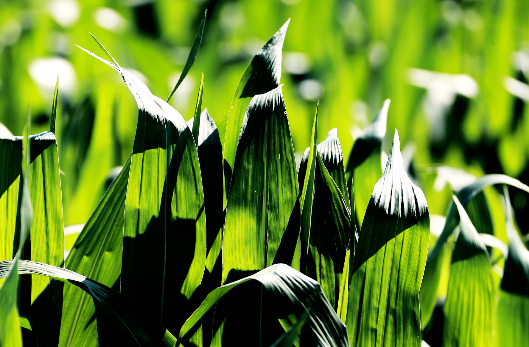 071019_CropGrowth02_bjs.JPG